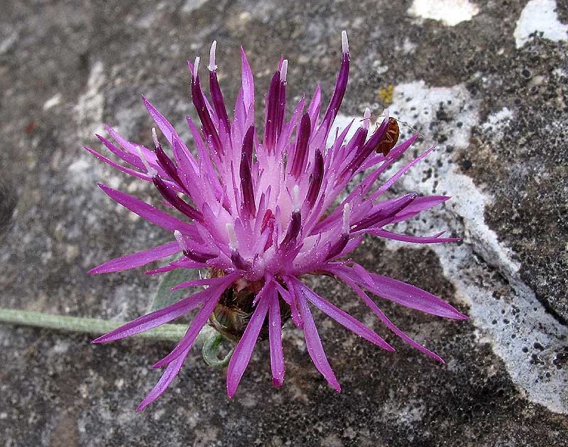 Centaurea attica ssp. megarensis photo https://2.bp.blogspot.com/_7n7qoWr2hv0/TDeGhIAsmuI/AAAAAAAAK_E/-pG0f0muQ70/w1200-h630-p-k-no-nu/IMG_4738_Centaurea+attica.jpg